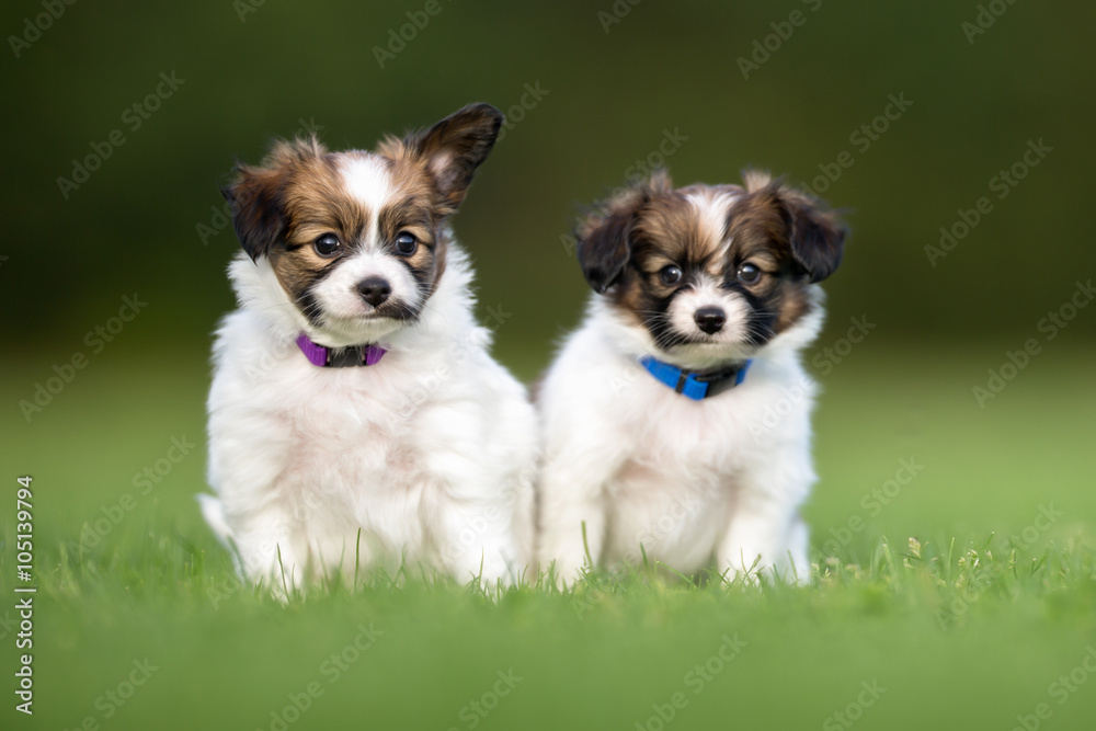 Two young papillon dog puppies