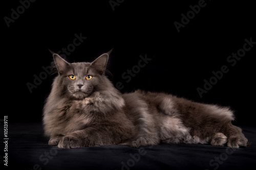 Fotografie Norwegian Forest cat