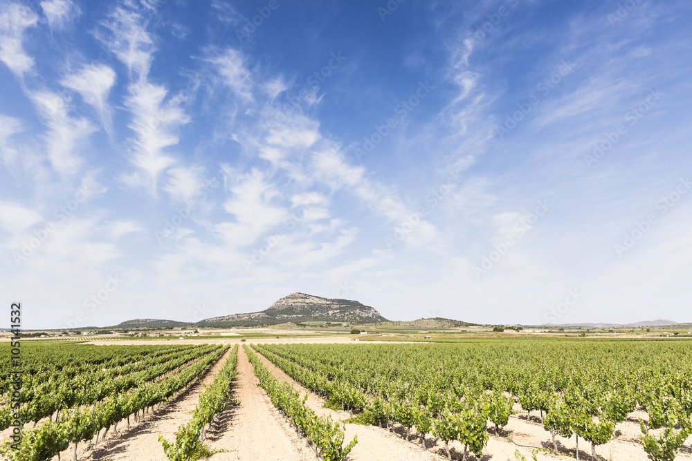 rural landscape with vineyards and a blue sky