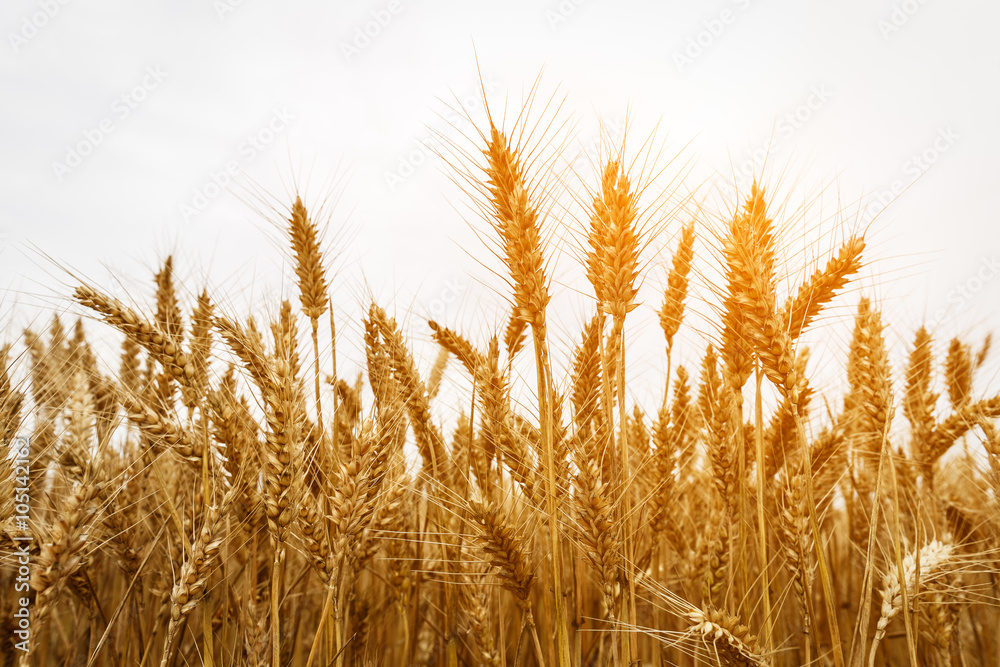 The mature wheat fields in the harvest season The mature wheat fields in the harvest season