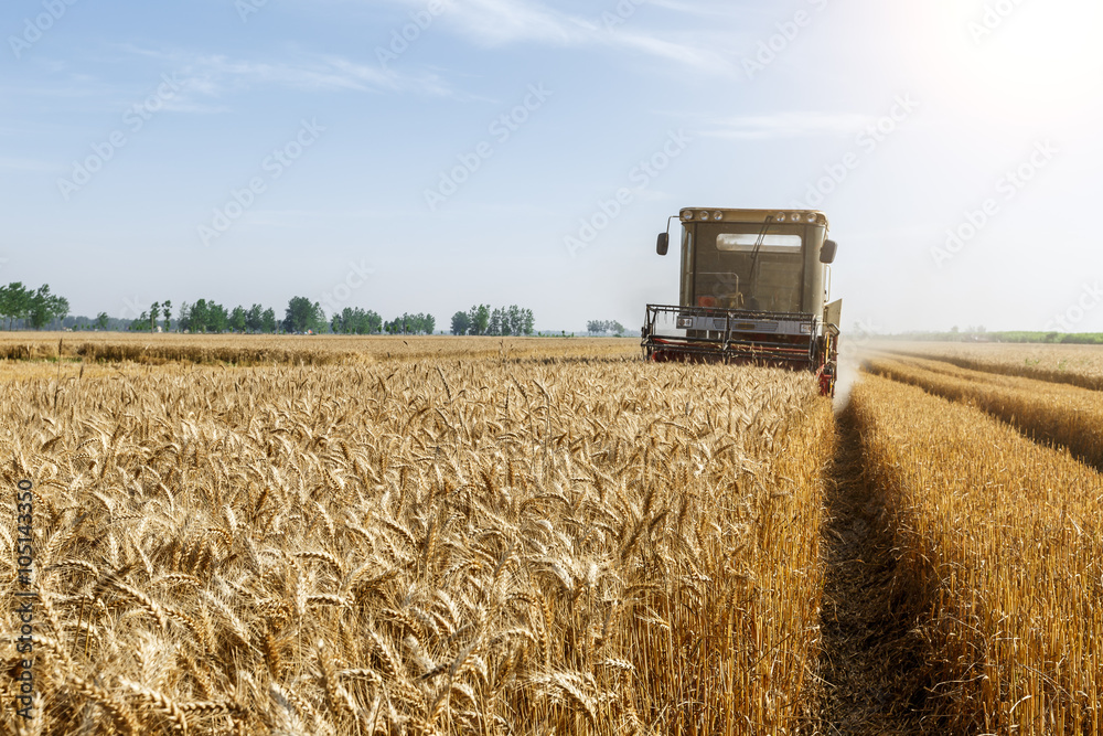 Fototapeta premium Combine harvester harvest ripe wheat on a farm