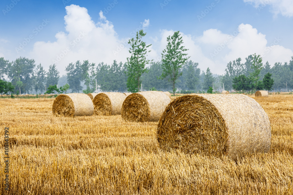 Straw bales Scenery in the country farm