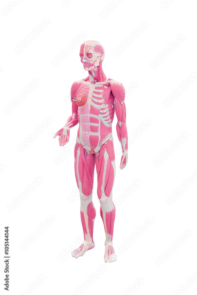 Human anatomy. Medical mannequin isolated under the white background Human anatomy. Medical mannequin isolated under the white background