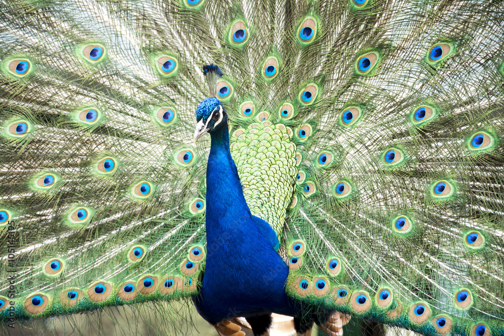 Fototapeta premium Peacock spreading tail feathers