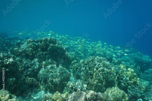 Underwater landscape, coral reef with a school of fish, convict tang, Pacific ocean, French Polynesia