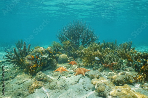 Corals and Cushion starfishes underwater on a shallow reef in the Caribbean sea