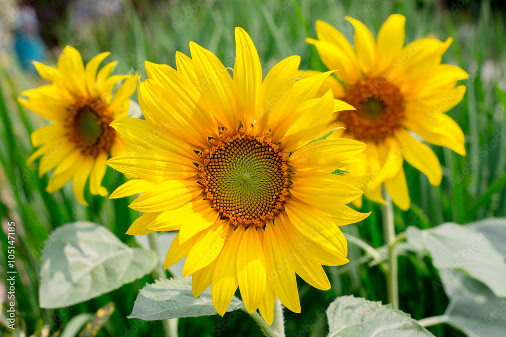 Fototapeta premium Sunflower bloom