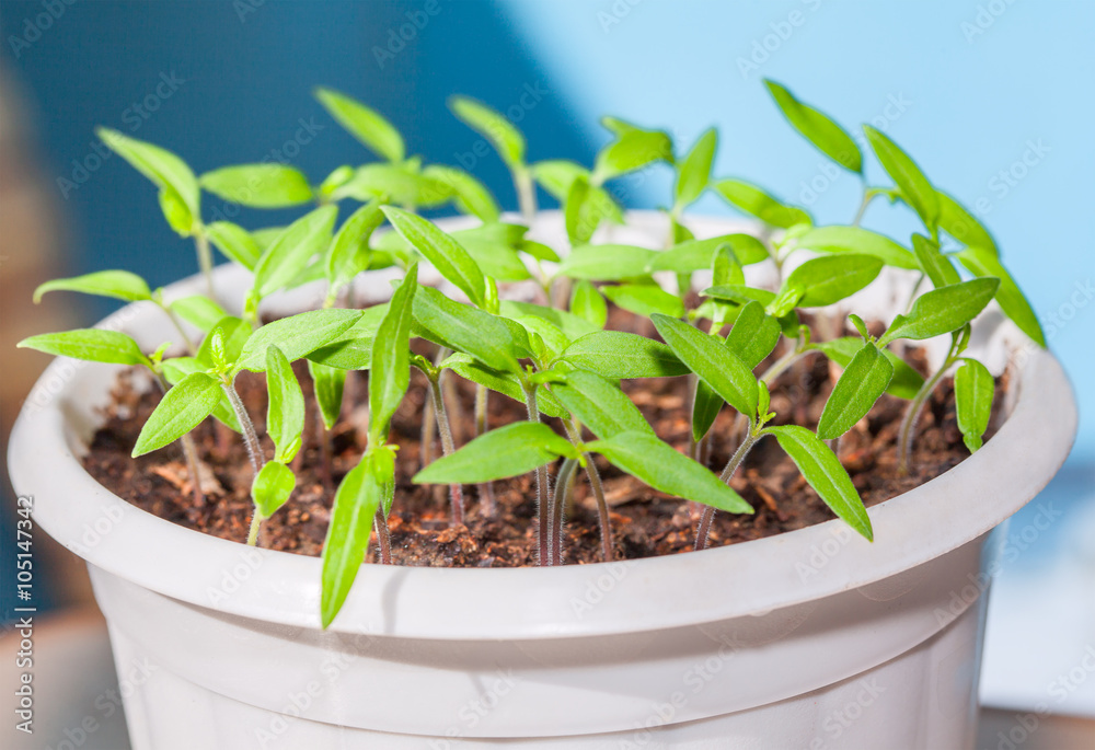 Tomato Seedling Tomato Seedling
