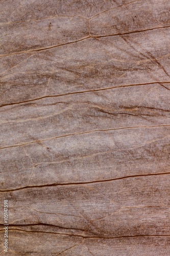 Organic plant leaf background macro.