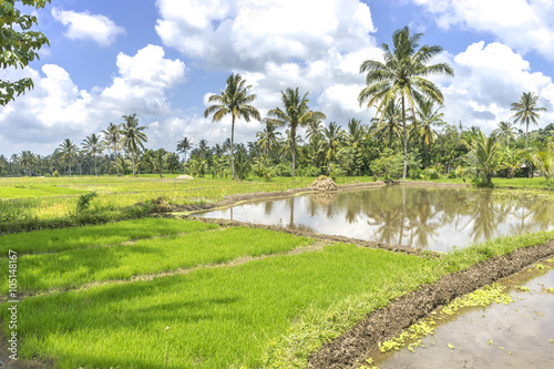 Agriculture paddy hill with cloudy skies