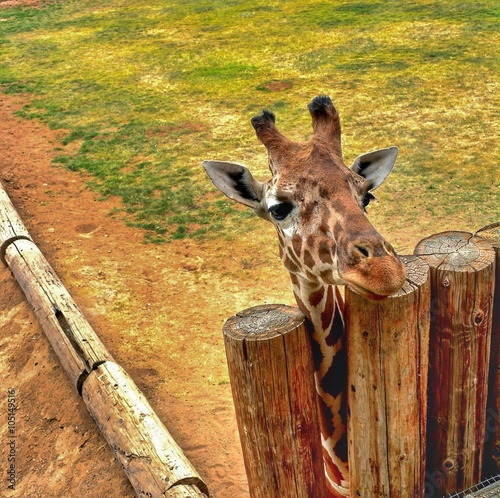 giraffe peping over the fence at the houston zoo photo