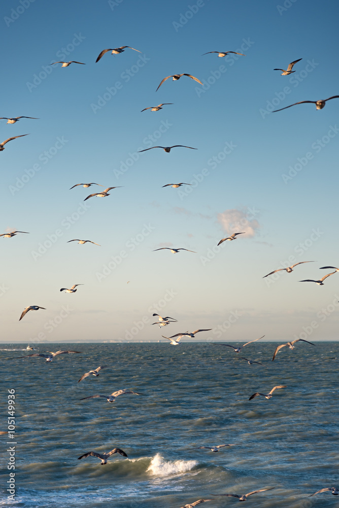 Obraz premium Herring gull