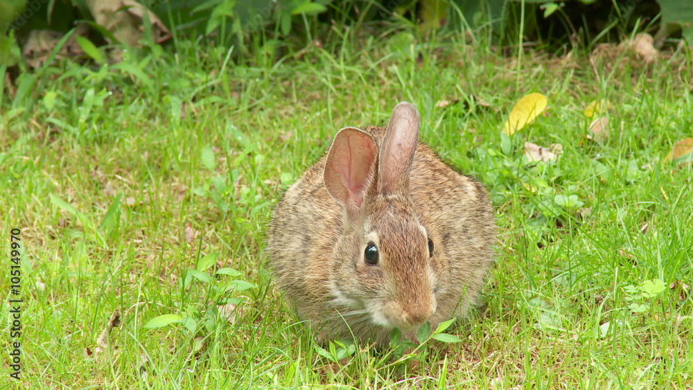 Eastern Cottontail (Sylvilagus floridanus) 4 Eastern Cottontail (Sylvilagus floridanus) 4