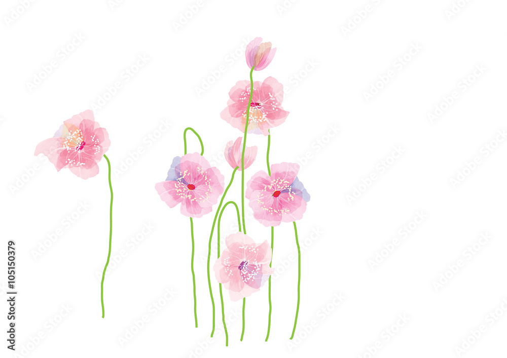 three pink lotusl flowers  white background,vector illustration