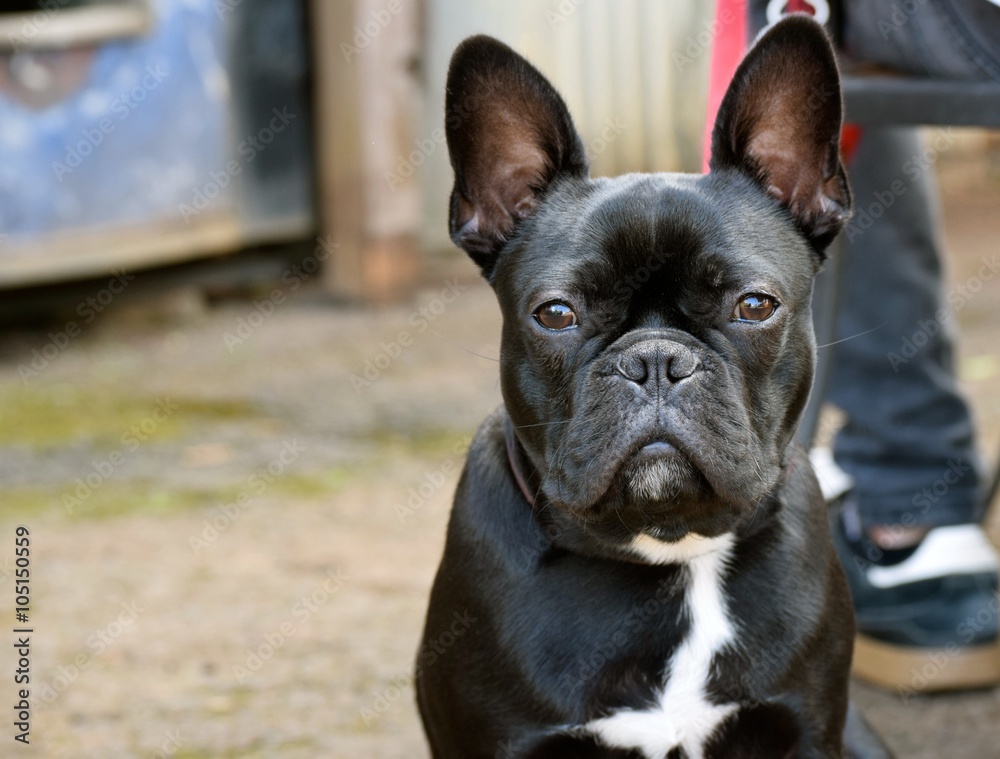 Are Boston Terriers French Bulldogs