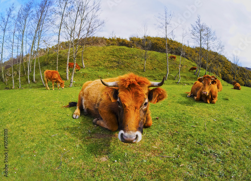 Brown Cows in La Arboleda near Bilbao photo