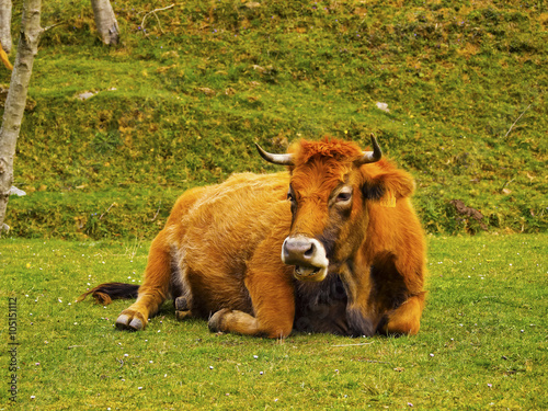 Brown Cow in La Arboleda near Bilbao photo
