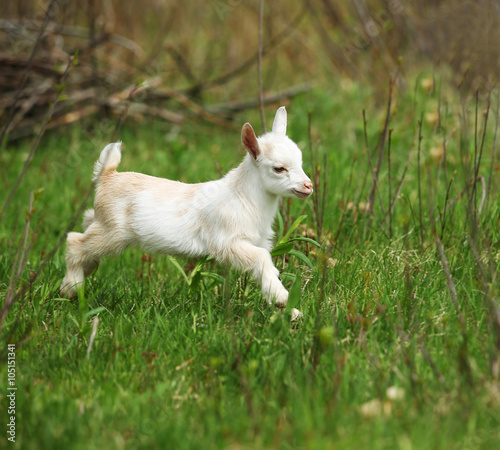 Baby Goat