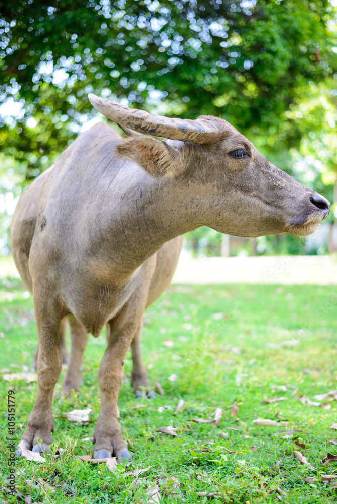 Asian water buffalo on the field Asian water buffalo on the field