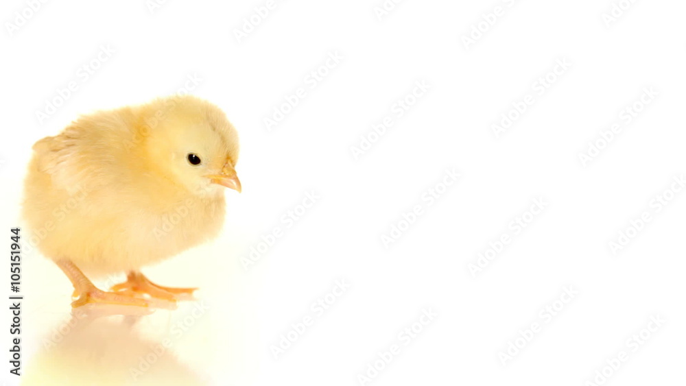 Baby chick on white background Baby chick on white background
