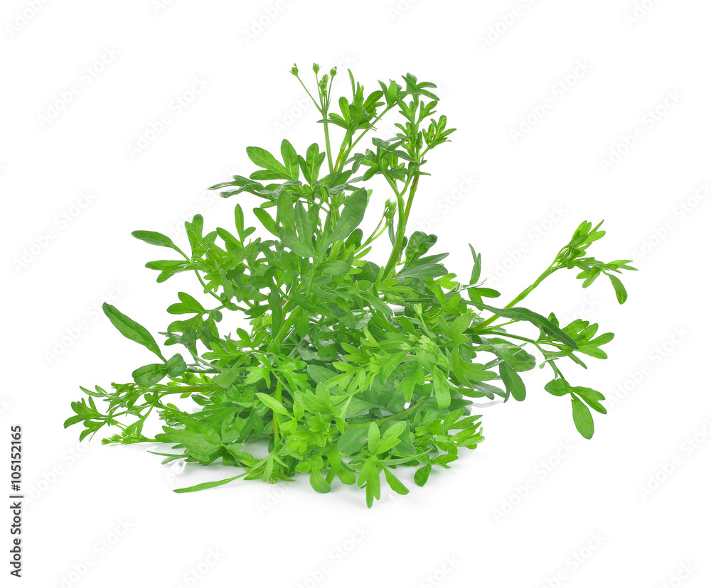 Coriander bunch isolated on white background