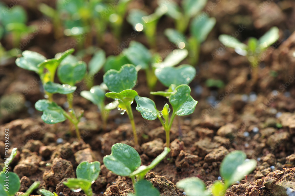 green radish plants in growth at garden green radish plants in growth at garden
