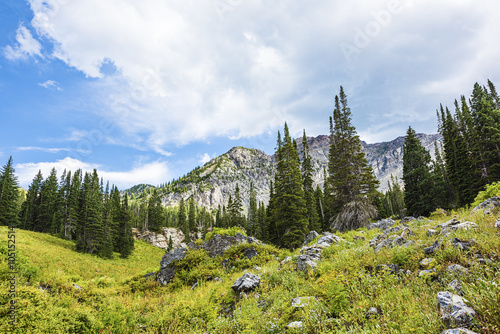 Fototapeta Naklejka Na Ścianę i Meble -  Albion Basin landscape scenery with alpine meadows and stormy sky photographed during summer near Salt Lake City, Utah