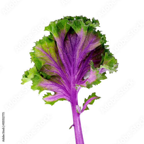 Fresh Lettuce-one leaf isolated on white background