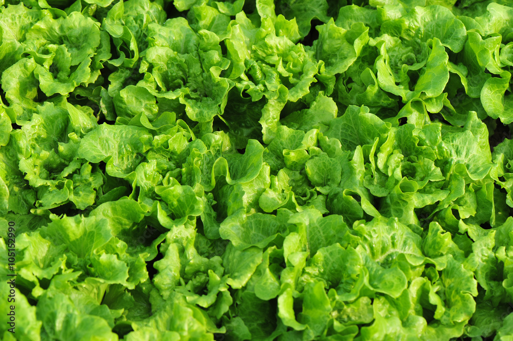 green lettuce crops in growth at vegetable garden green lettuce crops in growth at vegetable garden