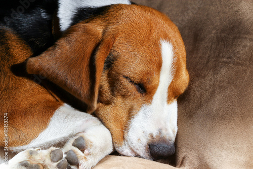 beagle sleep on pillow.