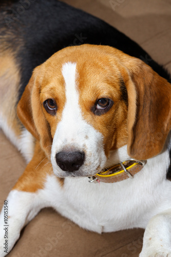 beagle sleep on pillow.