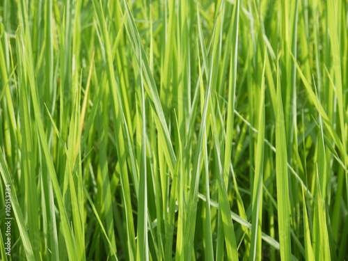 closeup grass