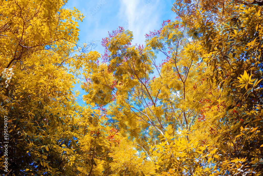Under the shade of a tree in sunlight , autumn season