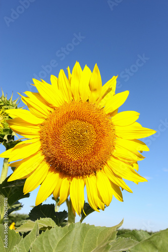 Close-up of sun flower 