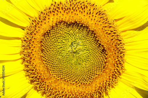 Close-up of sun flower against 