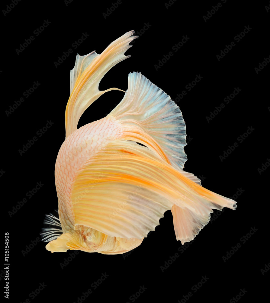 siamese fighting fish , betta isolated on black background. siamese fighting fish , betta isolated on black background.