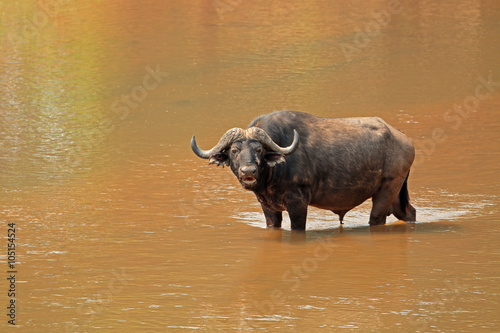 African buffalo  Syncerus caffer  standing in a river  Kruger National Park  South Africa.