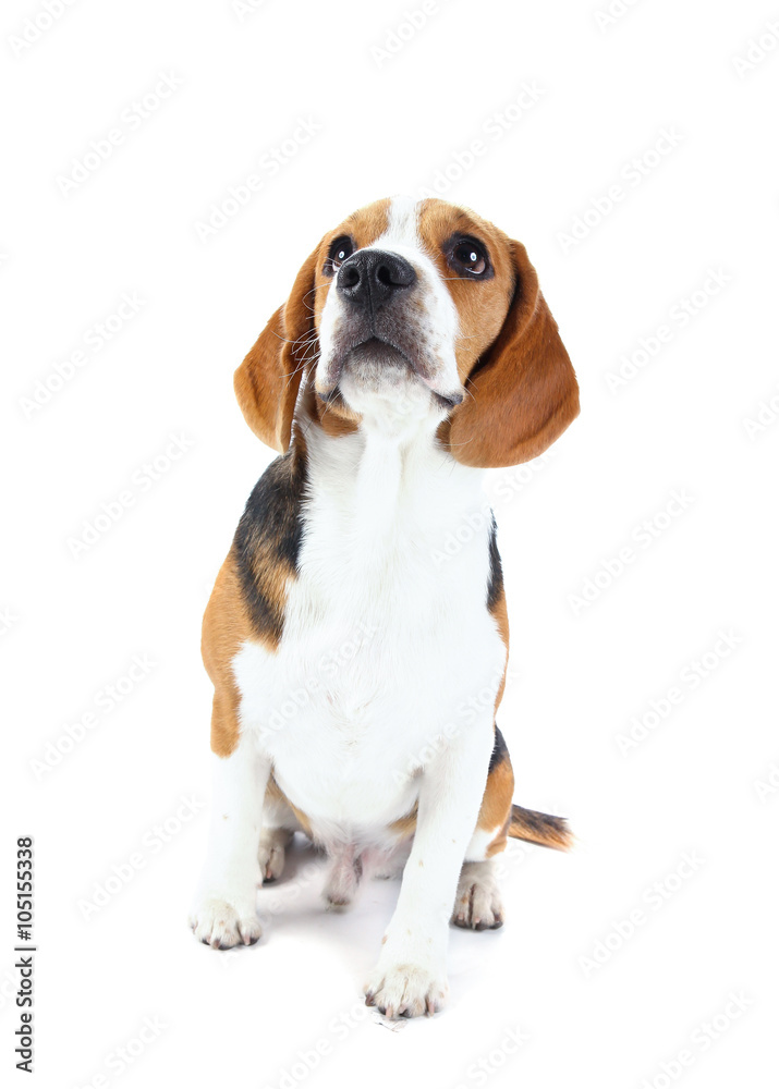 beagle dog isolated on white background