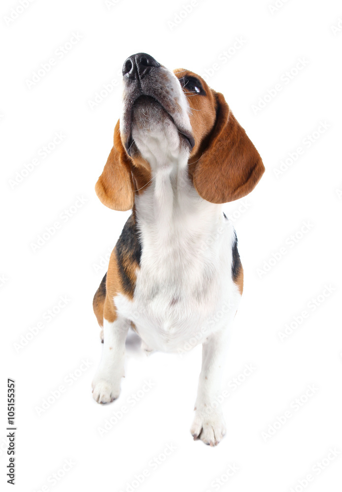 beagle dog isolated on white background beagle dog isolated on white background