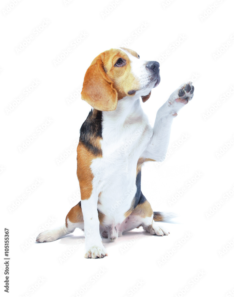 beagle dog isolated on white background beagle dog isolated on white background