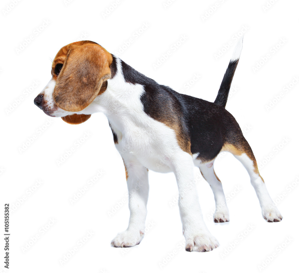 Beagle dog isolated on white backgrond