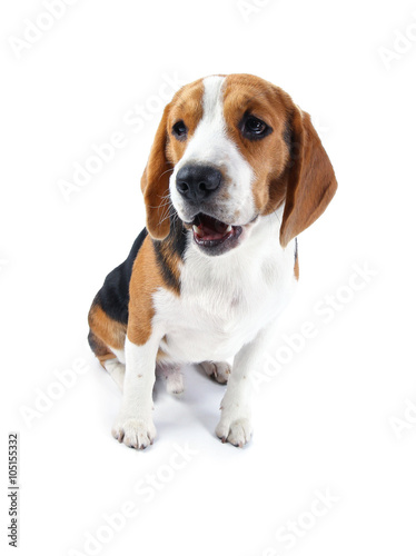 beagle dog isolated on white background © bajita111122