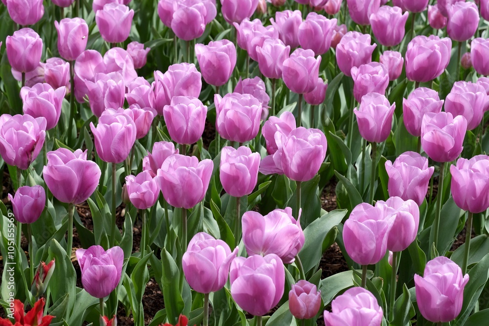 Pink Tulips