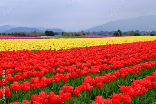 Wallpaper Mural Red and Yellow Tulips Field Torontodigital.ca