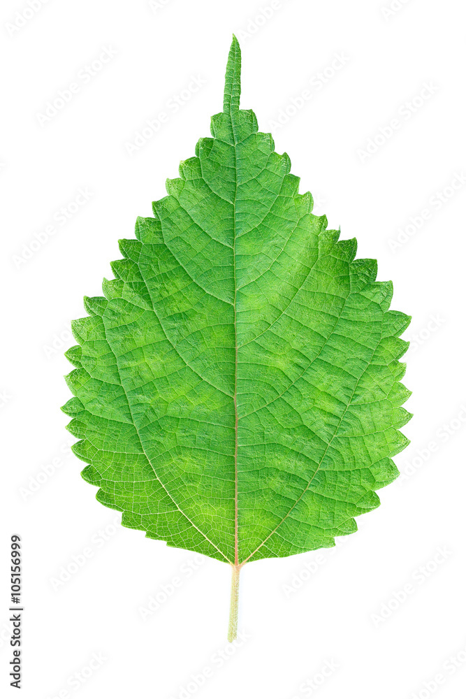 Fototapeta premium One serrated green leaf isolated on white