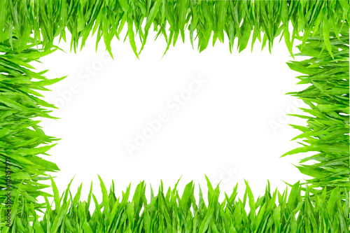 Green grass frame on white background, green nature concept