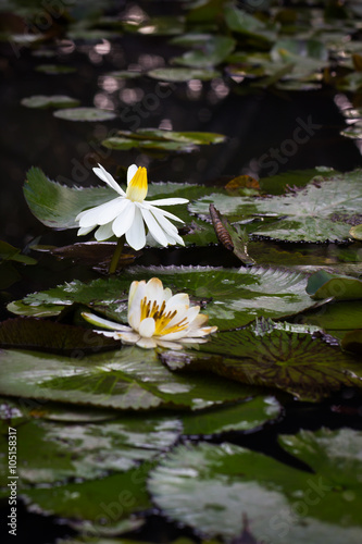 This is a photo of lotus  was taken in KunMing botanical garden  China.