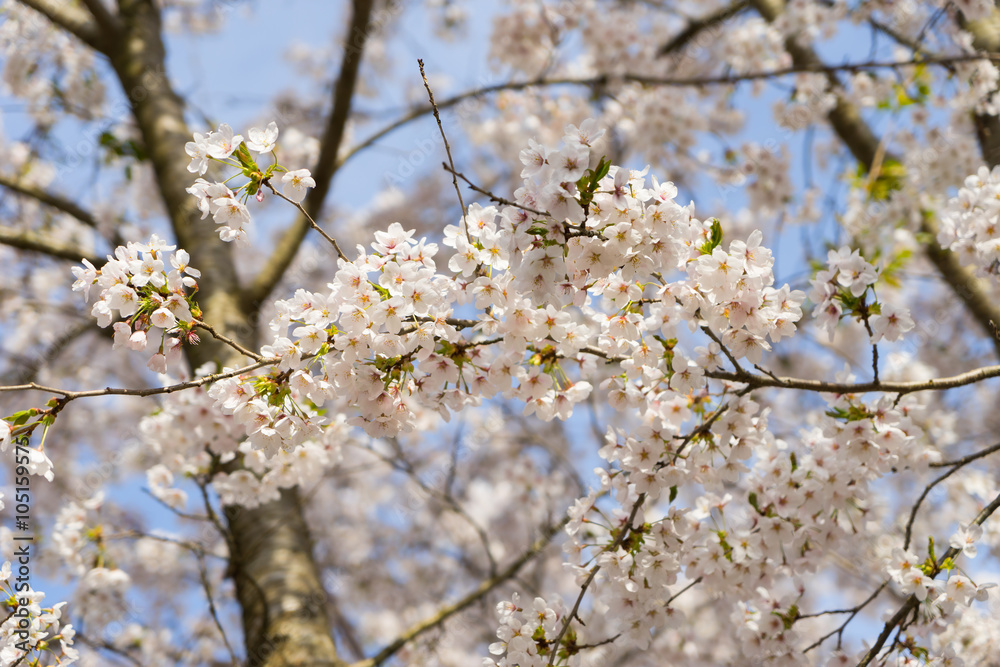 Cherry Blossoms of Doshi River(道志川の桜) in Kanagawa, Japan 