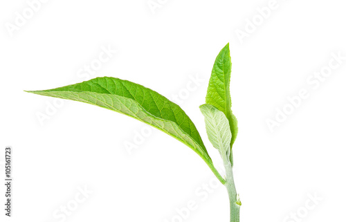 Adhatoda vasica or medicinal Basak leaf photo