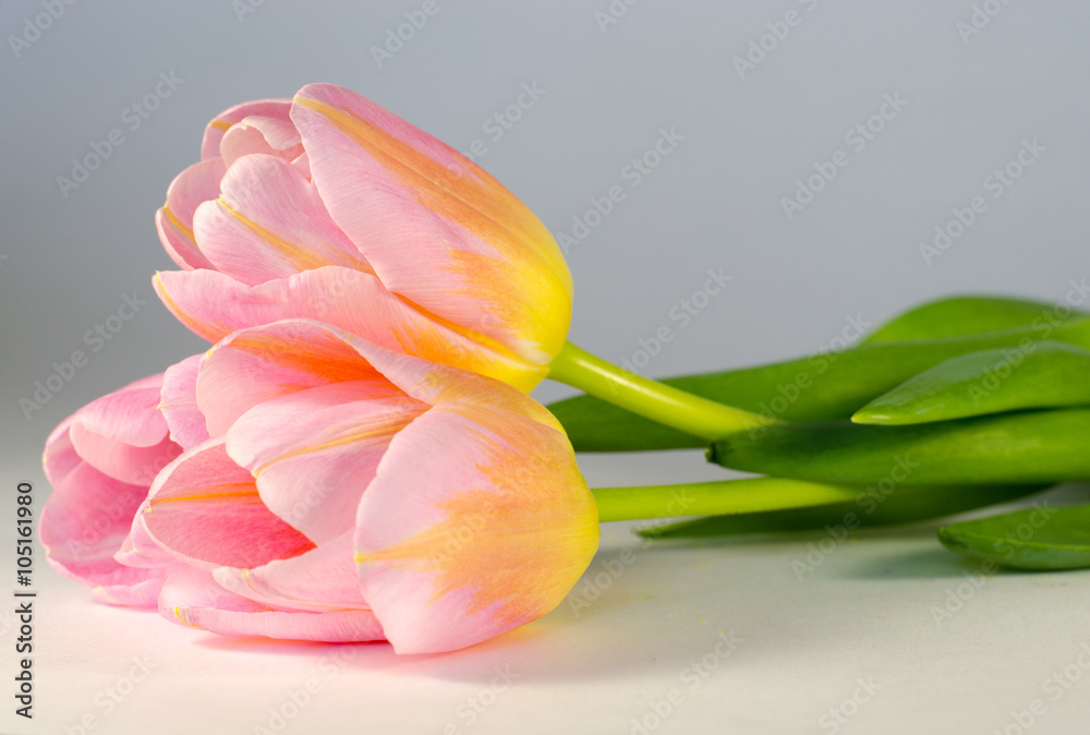 Obraz premium яркие весенние солнечные тюльпаны